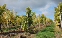 Vignes