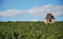 Vignes de la Mulonnière